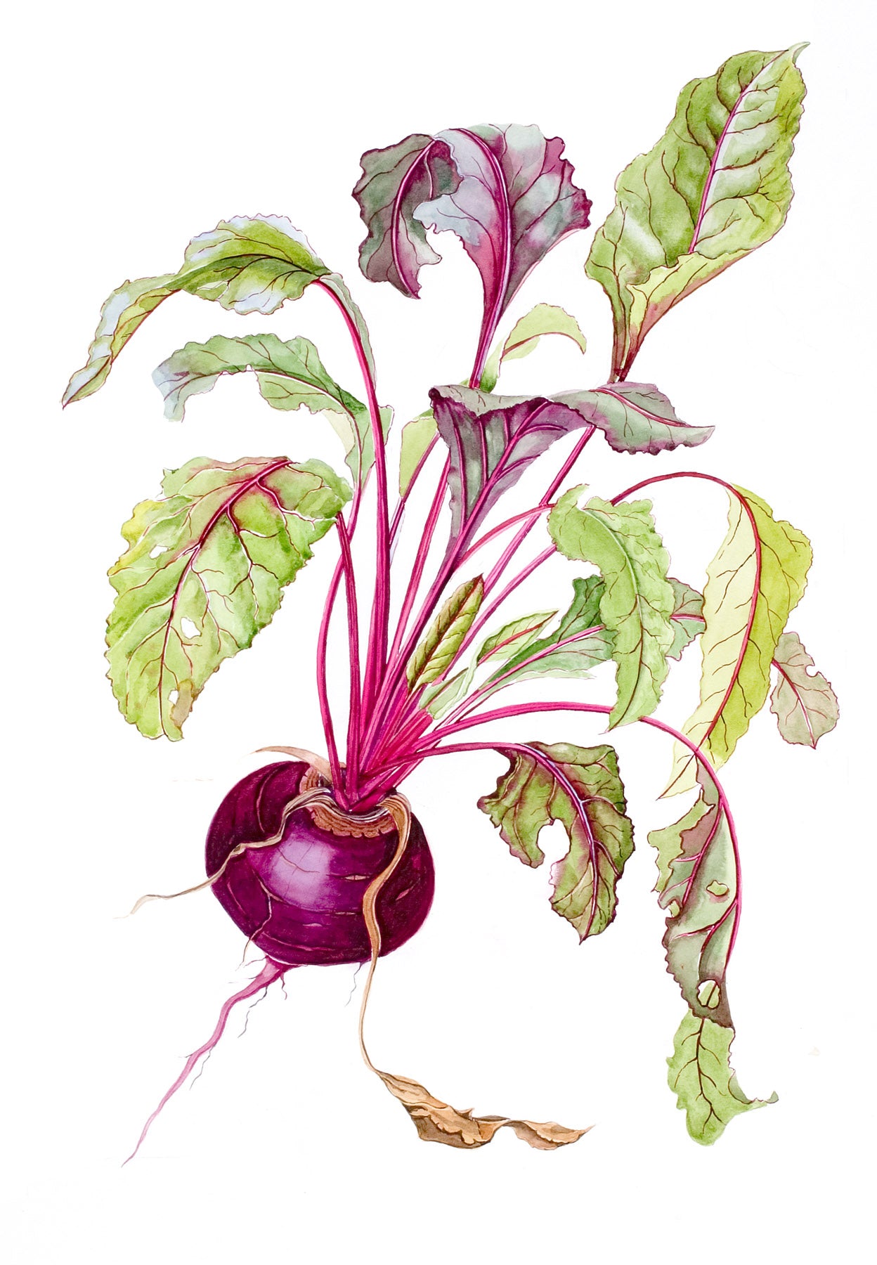 Beetroot | Ann Fraser