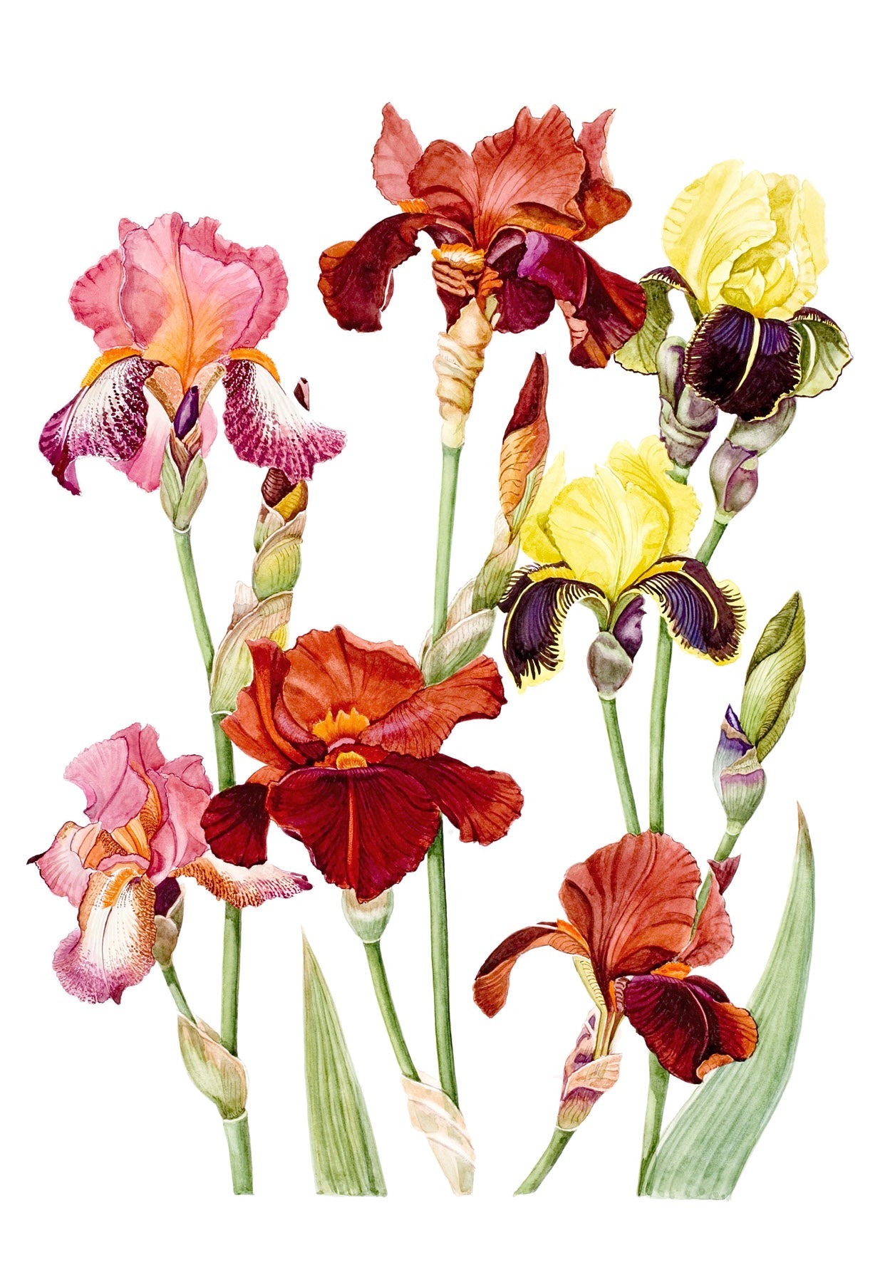 Brown Irises | Ann Fraser