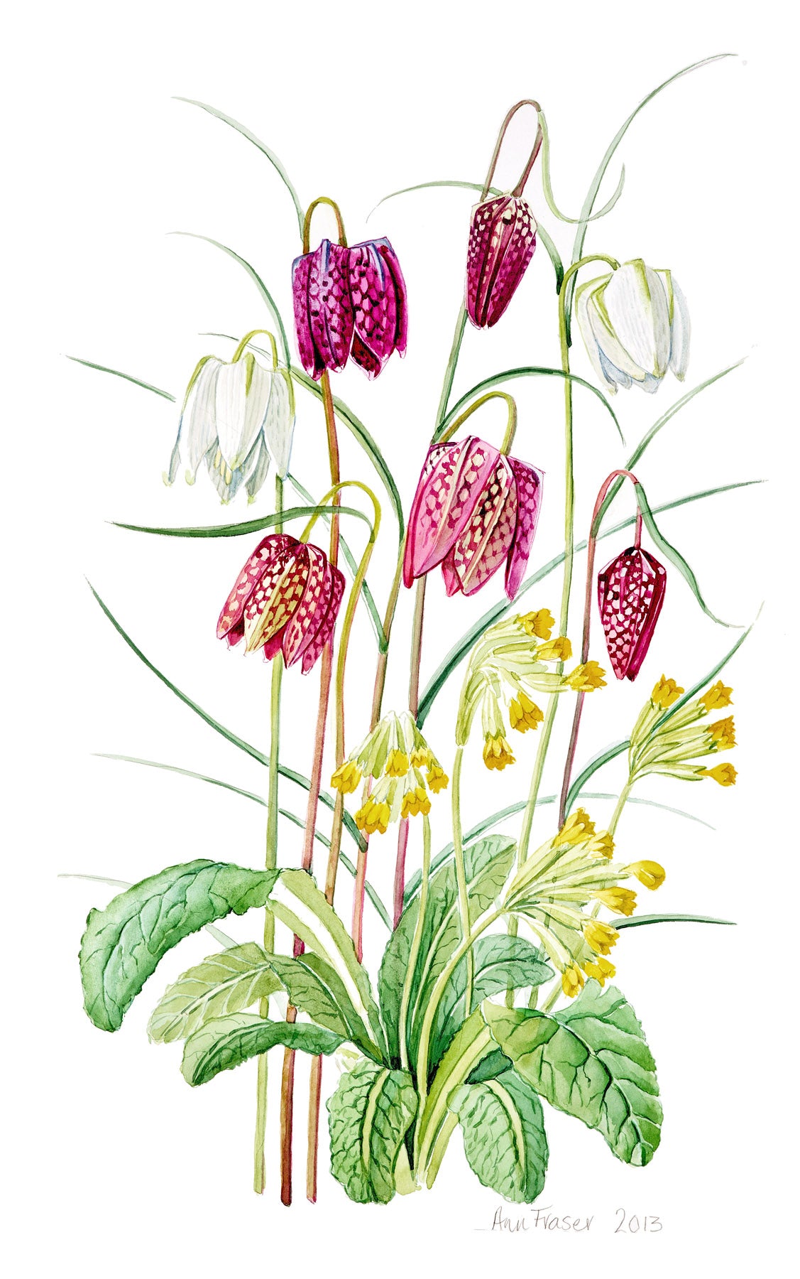 Fritillary Meleagris & Cowslip | Ann Fraser