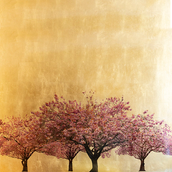 Original artwork | Prunus Serrulata XIV| Robert Pereira Hind